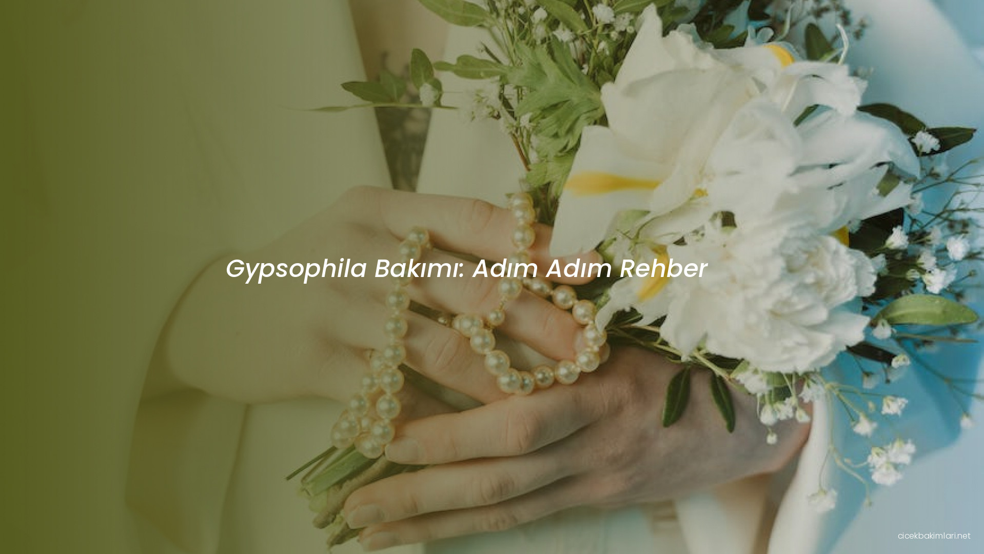 Gypsophila Bakımı: Adım Adım Rehber