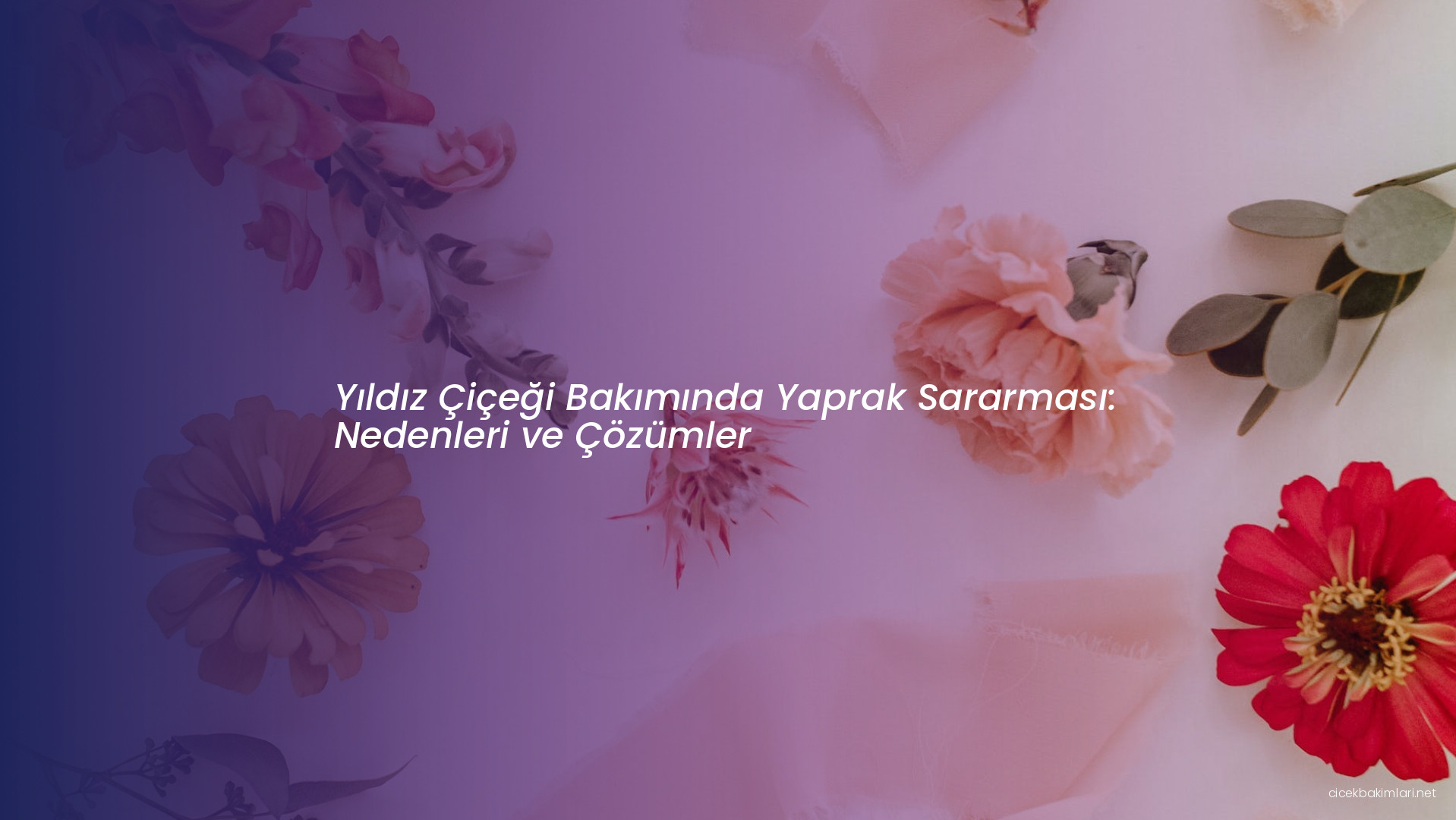 Yıldız Çiçeği Bakımında Yaprak Sararması: Nedenleri ve Çözümler