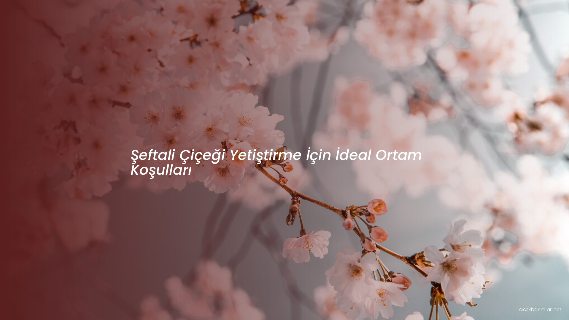 Şeftali Çiçeği Yetiştirme İçin İdeal Ortam Koşulları