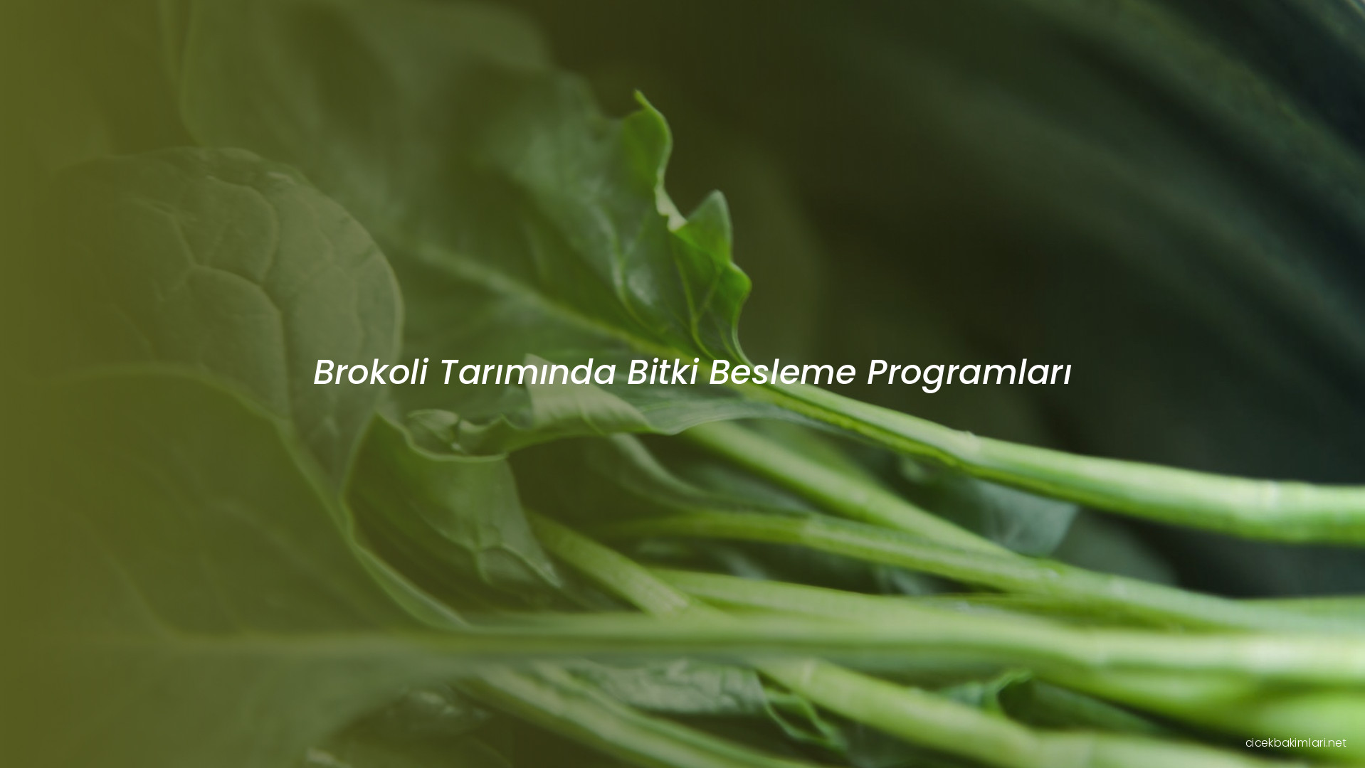 Brokoli Tarımında Bitki Besleme Programları
