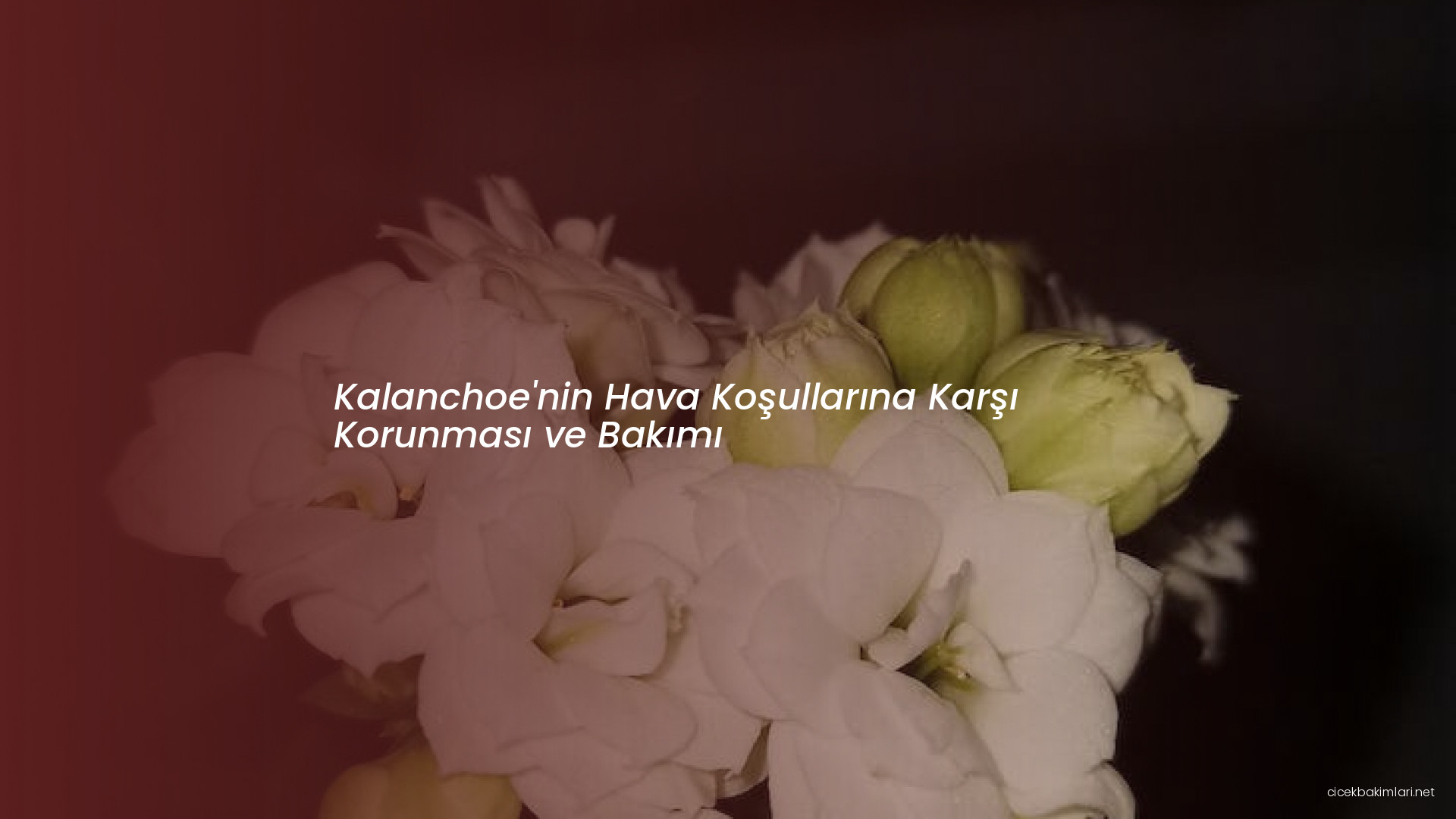 Kalanchoe'nin Hava Koşullarına Karşı Korunması ve Bakımı