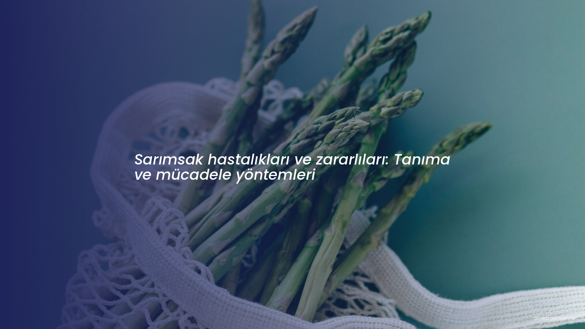 Sarımsak hastalıkları ve zararlıları: Tanıma ve mücadele yöntemleri