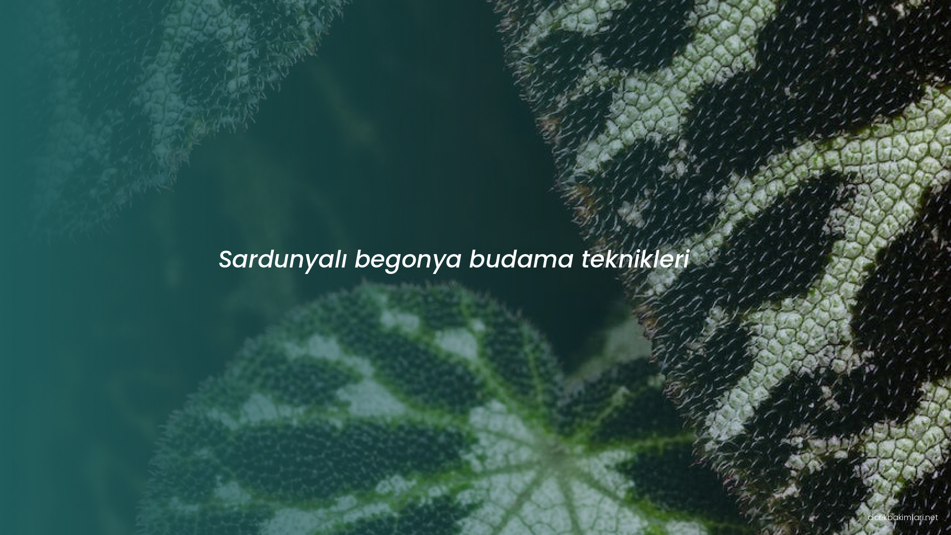 Sardunyalı begonya budama teknikleri