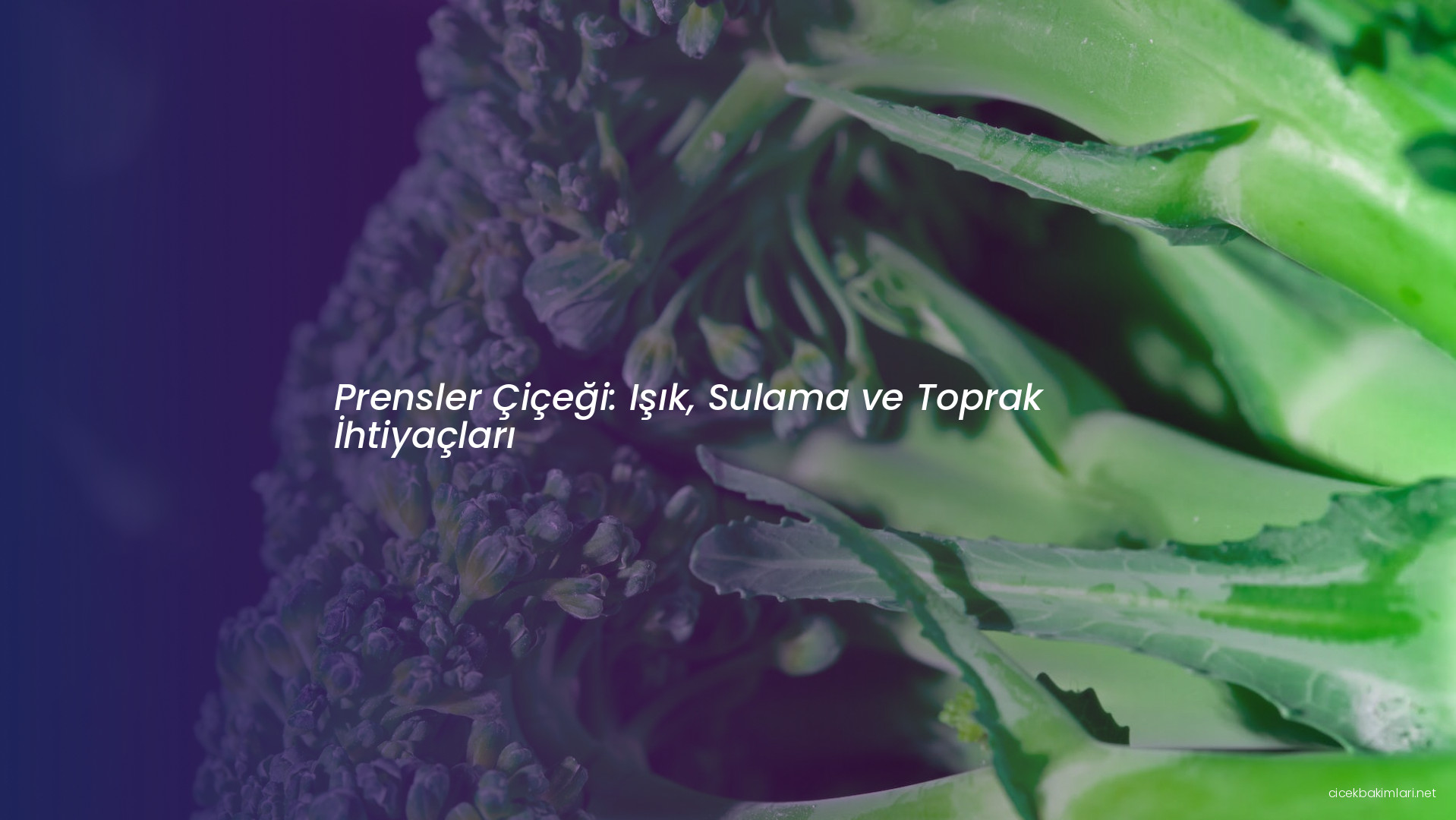 Prensler Çiçeği: Işık, Sulama ve Toprak İhtiyaçları