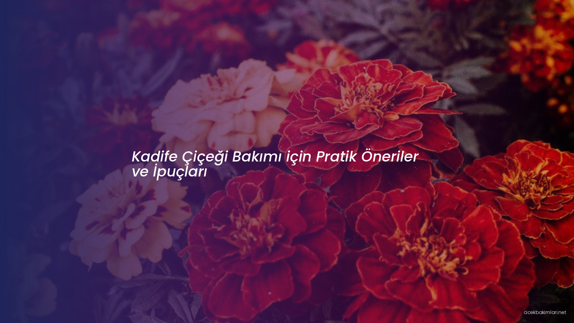 Kadife Çiçeği Bakımı için Pratik Öneriler ve İpuçları