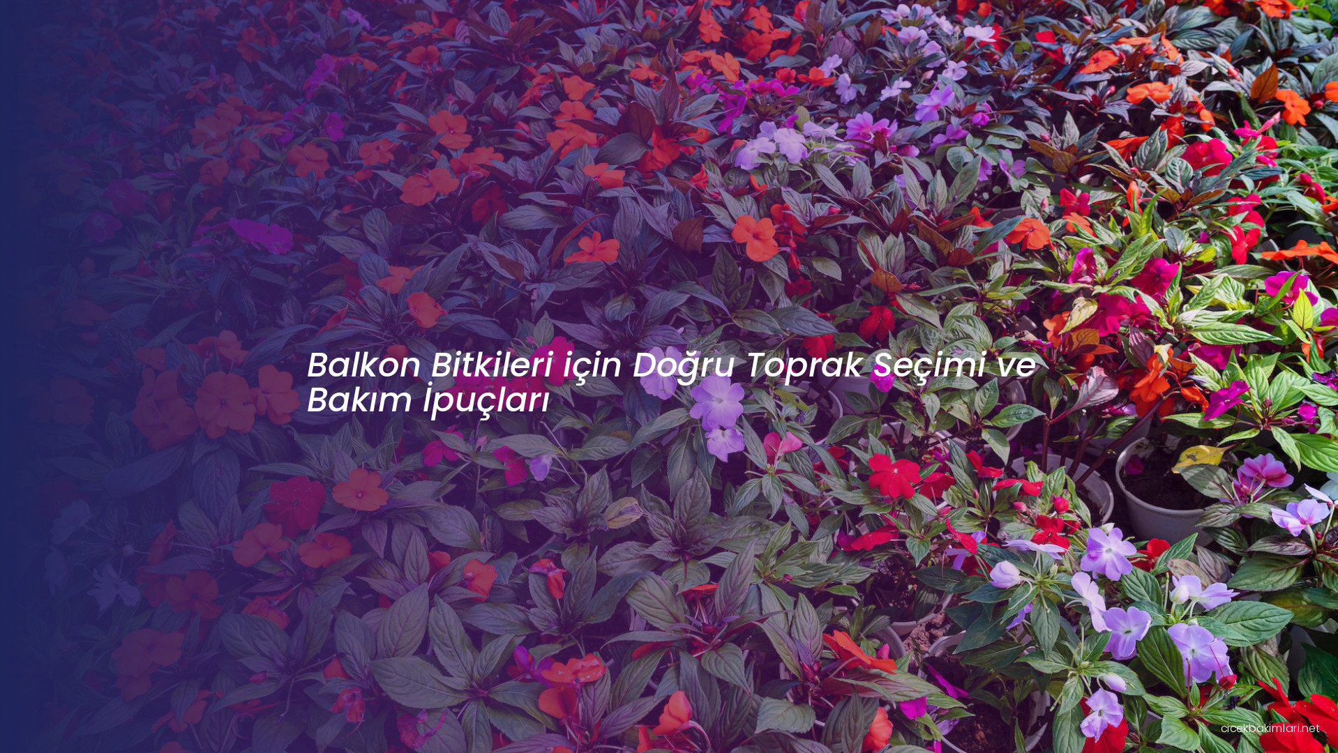 Balkon Bitkileri için Doğru Toprak Seçimi ve Bakım İpuçları