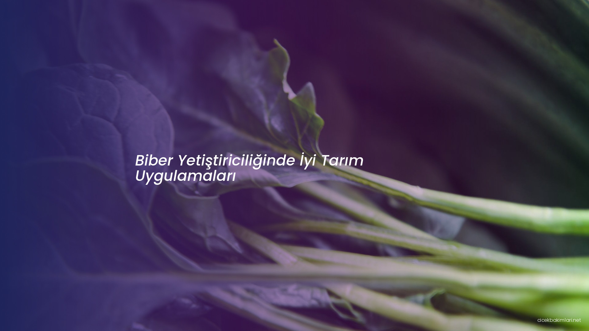 Biber Yetiştiriciliğinde İyi Tarım Uygulamaları