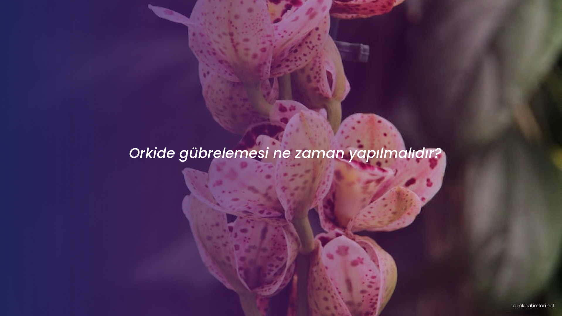 Orkide gübrelemesi ne zaman yapılmalıdır?