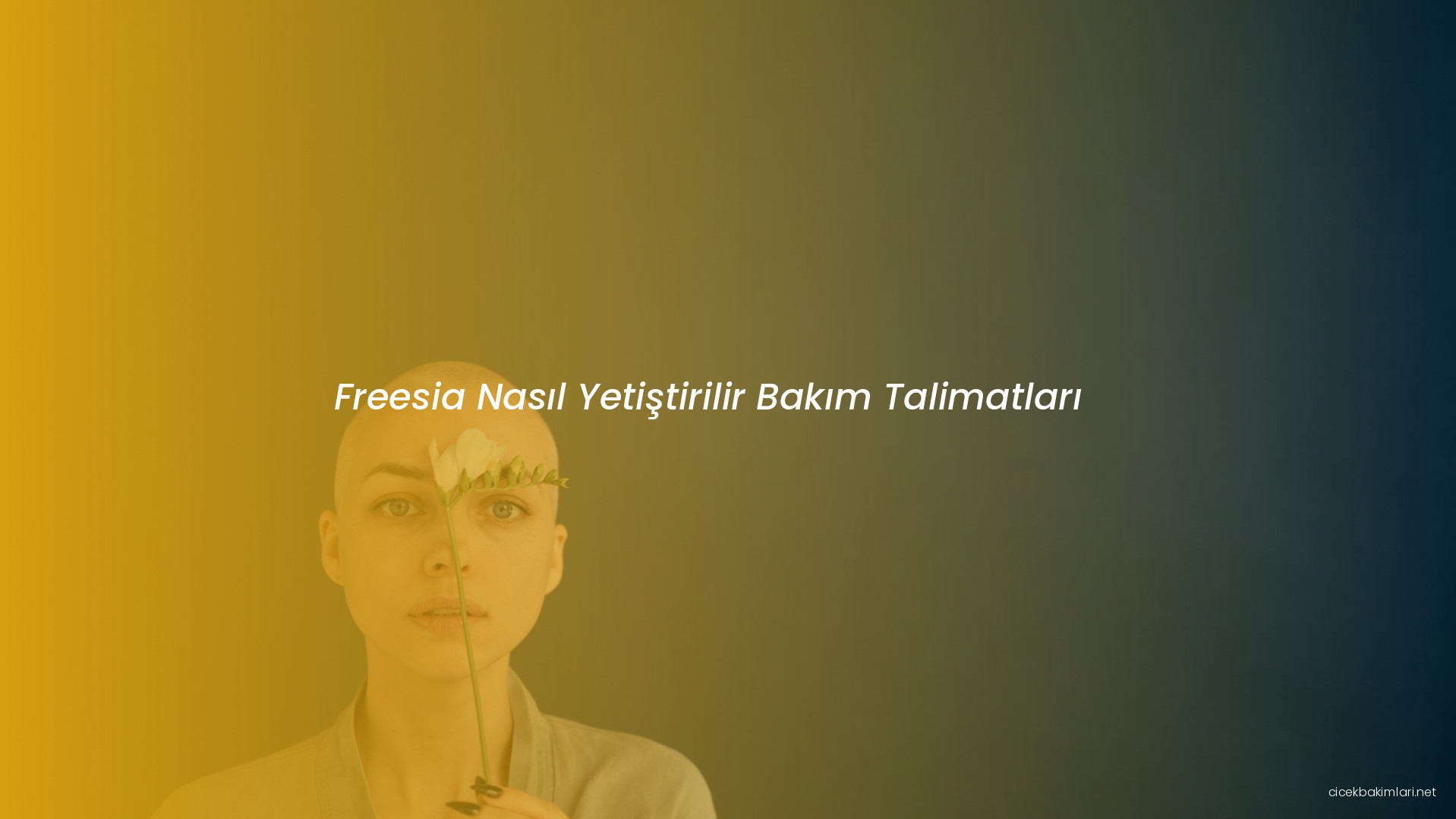 Freesia Nasıl Yetiştirilir Bakım Talimatları