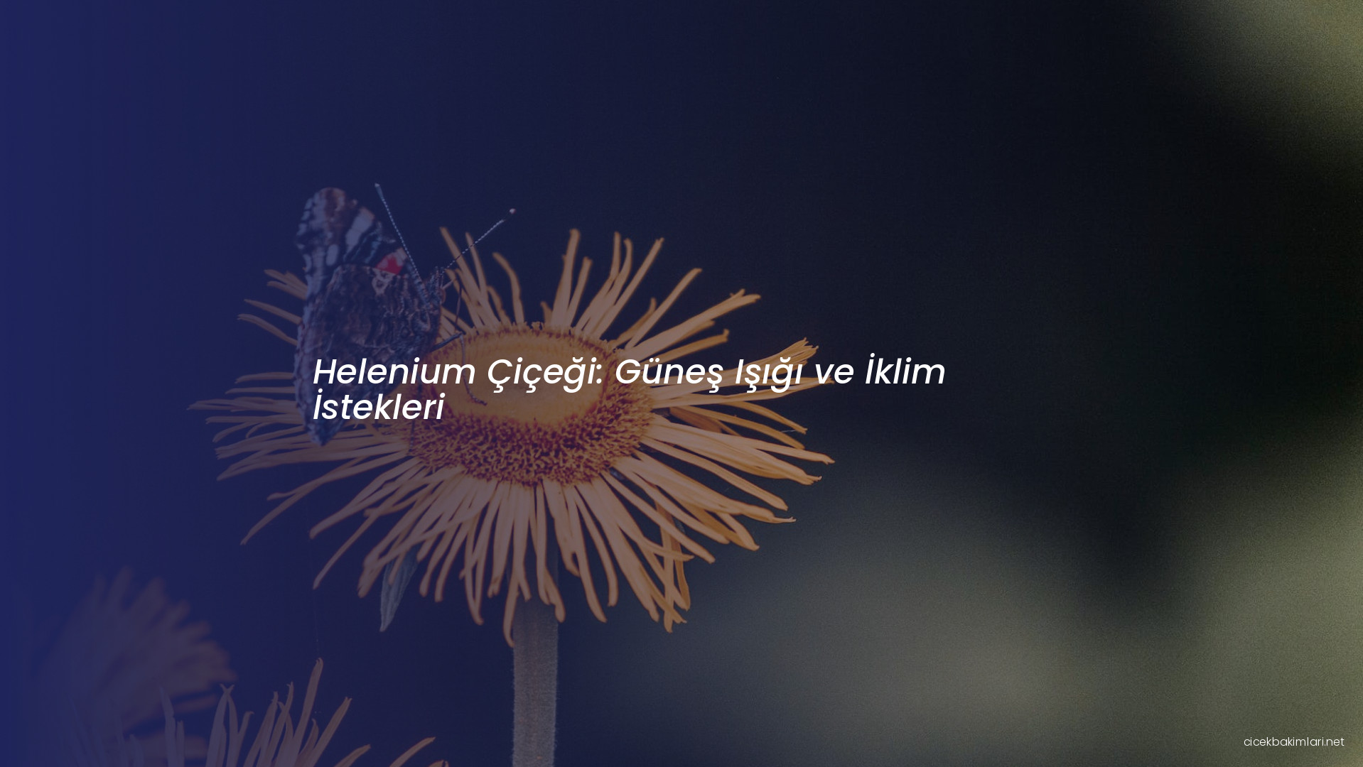 Helenium Çiçeği: Güneş Işığı ve İklim İstekleri