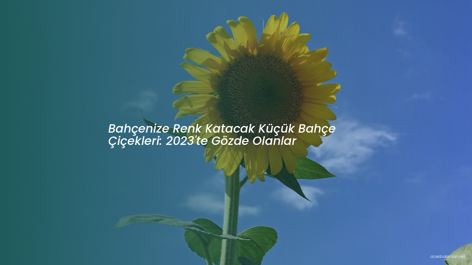 Bahçenize Renk Katacak Küçük Bahçe Çiçekleri: 2023'te Gözde Olanlar