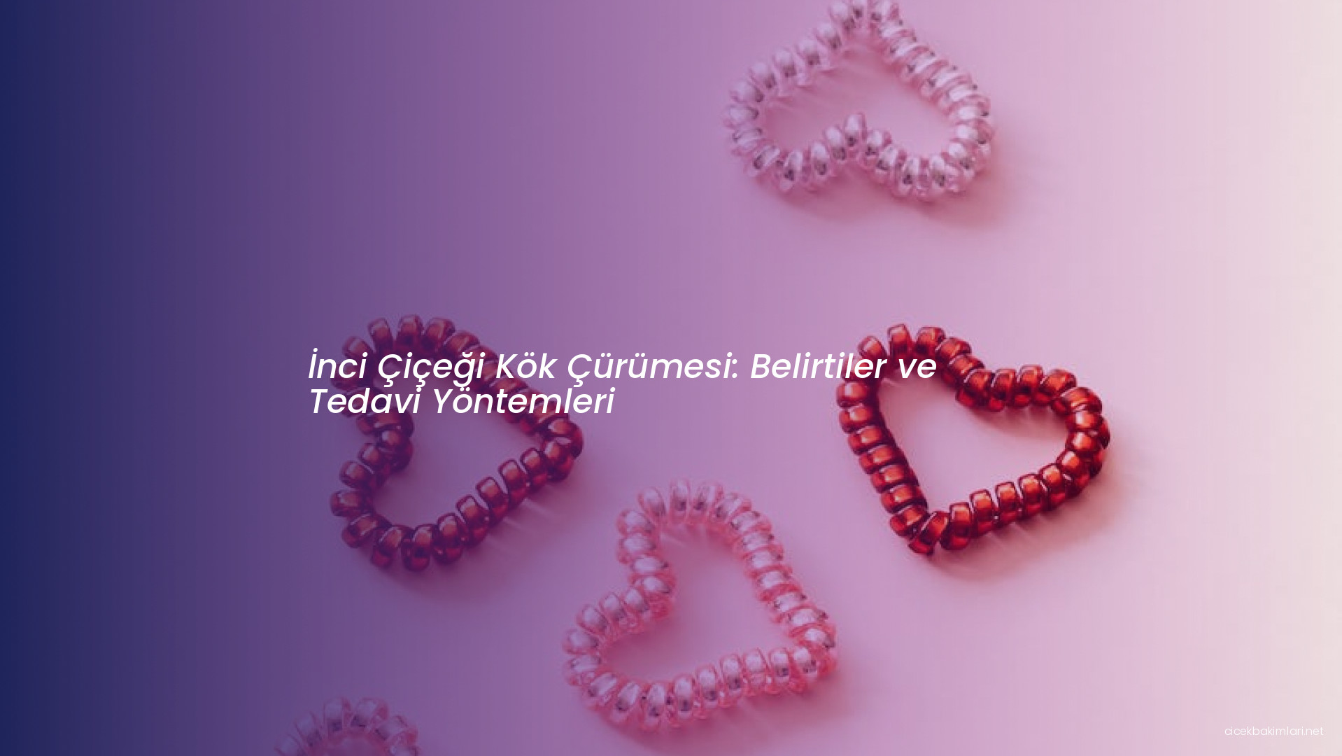 İnci Çiçeği Kök Çürümesi: Belirtiler ve Tedavi Yöntemleri