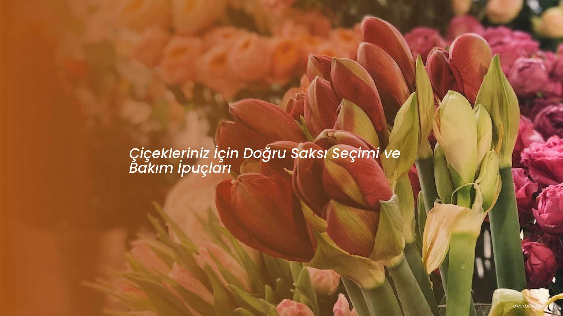 Çiçekleriniz İçin Doğru Saksı Seçimi ve Bakım İpuçları