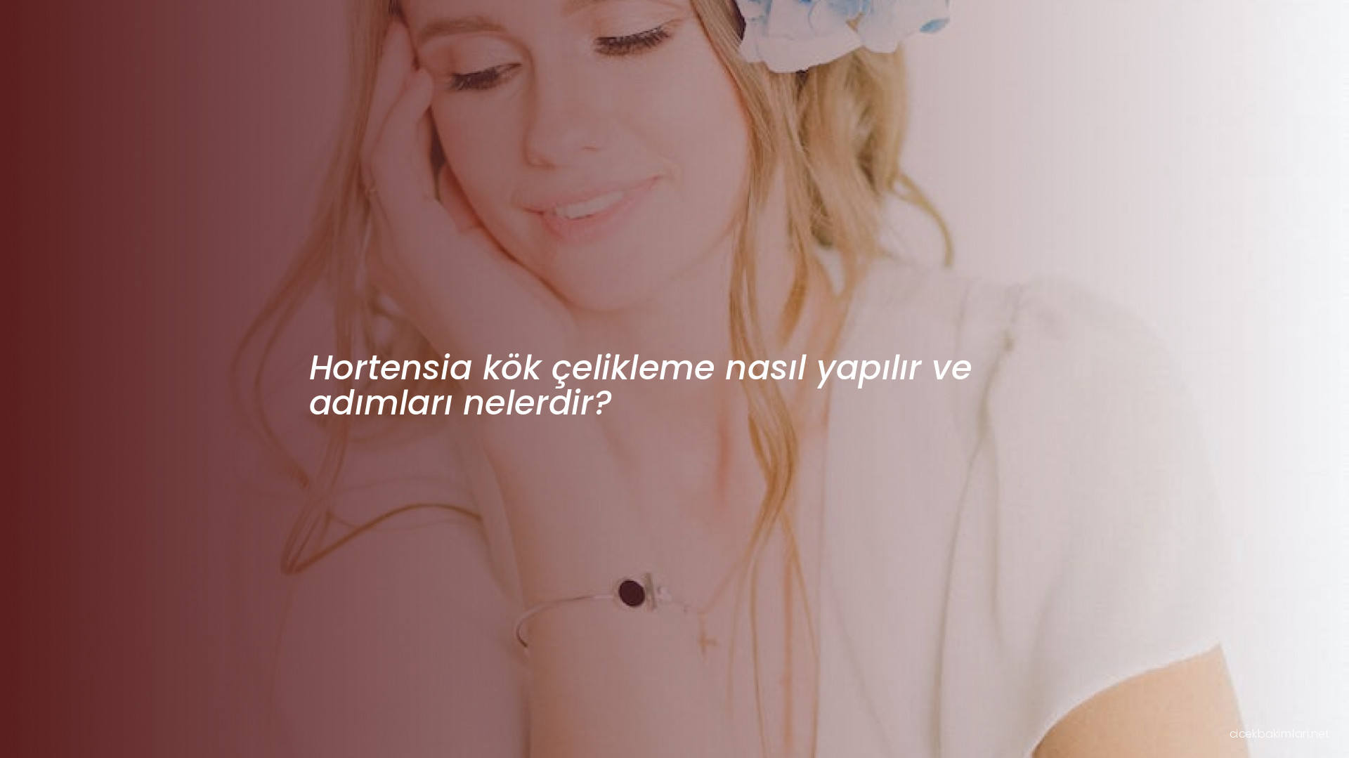 Hortensia kök çelikleme nasıl yapılır ve adımları nelerdir?