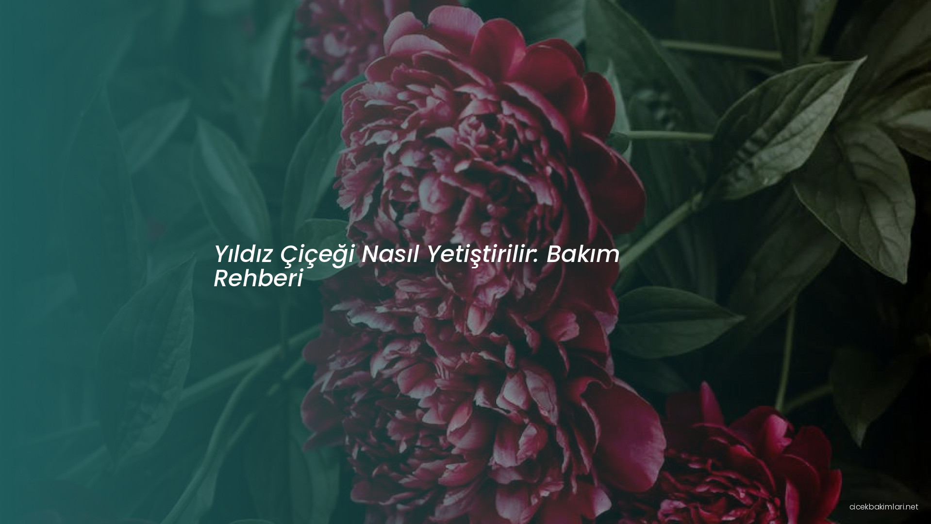 Yıldız Çiçeği Nasıl Yetiştirilir: Bakım Rehberi