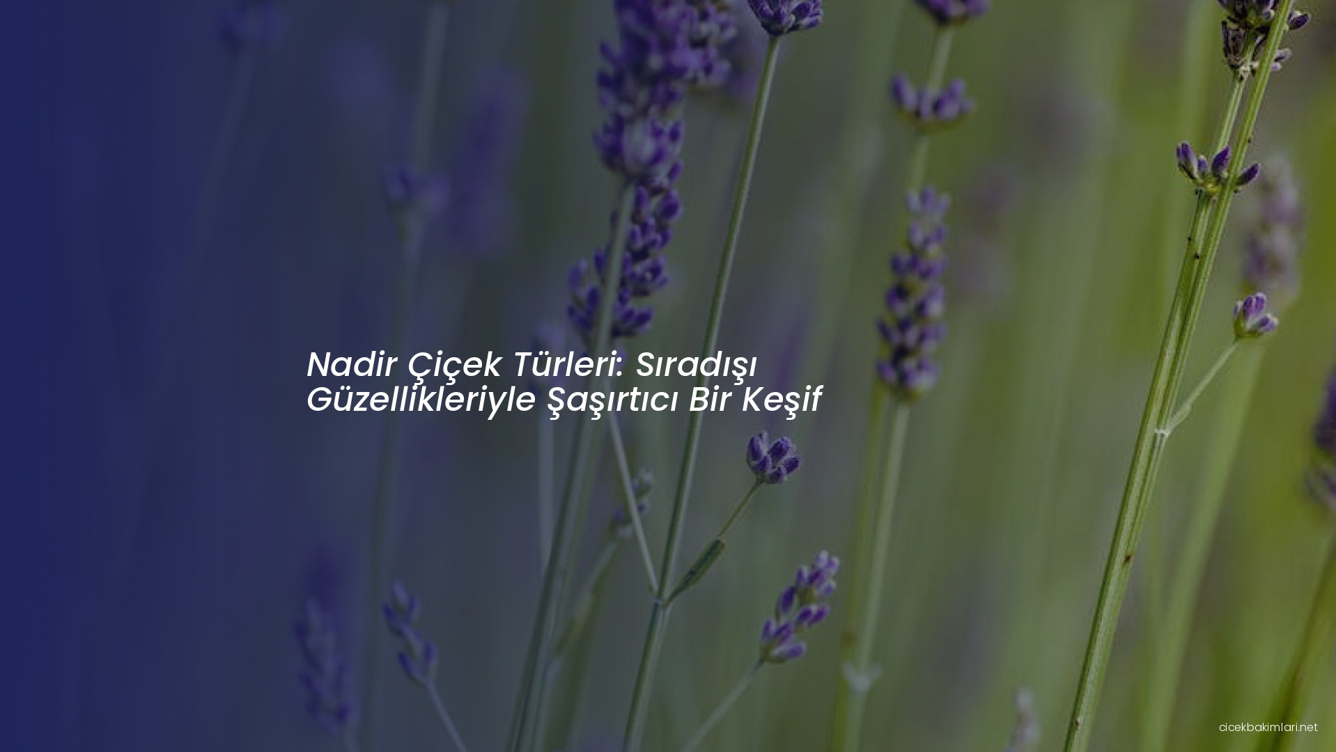 Nadir Çiçek Türleri: Sıradışı Güzellikleriyle Şaşırtıcı Bir Keşif