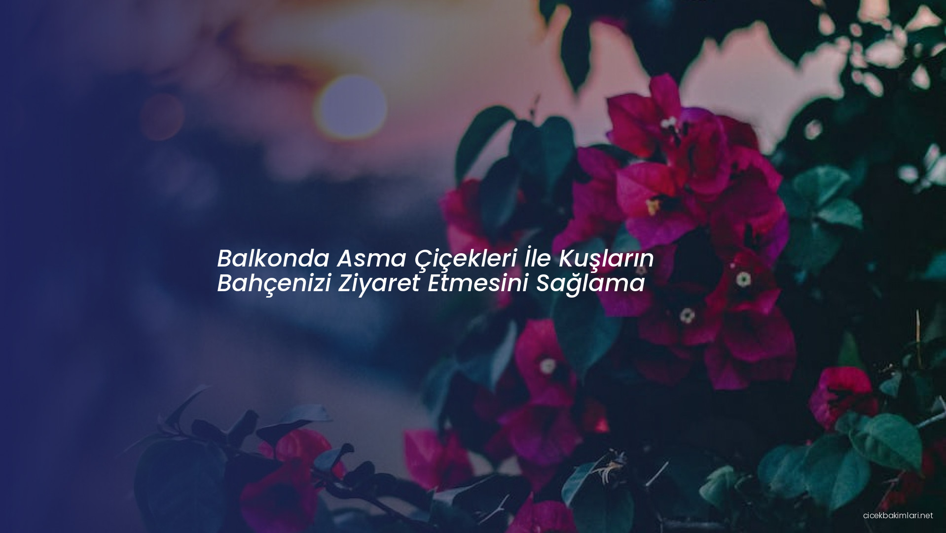 Balkonda Asma Çiçekleri İle Kuşların Bahçenizi Ziyaret Etmesini Sağlama