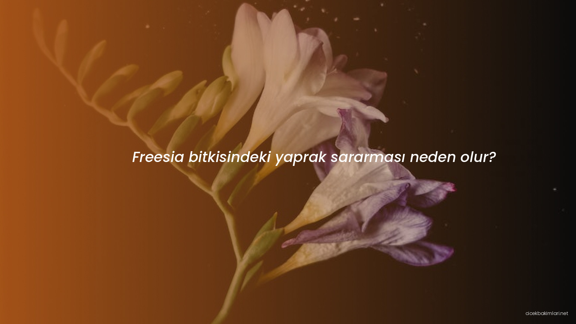 Freesia bitkisindeki yaprak sararması neden olur?