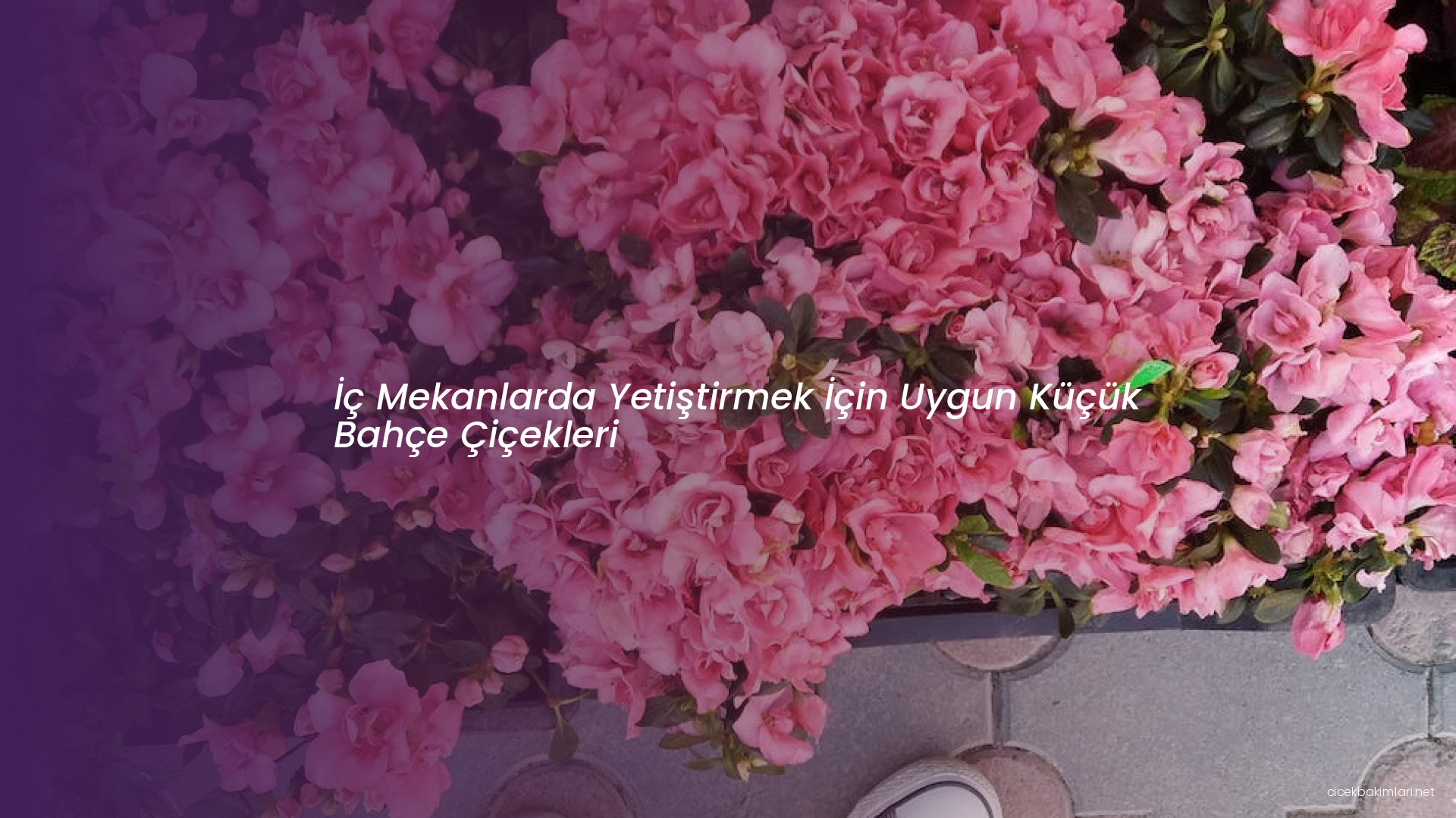 İç Mekanlarda Yetiştirmek İçin Uygun Küçük Bahçe Çiçekleri