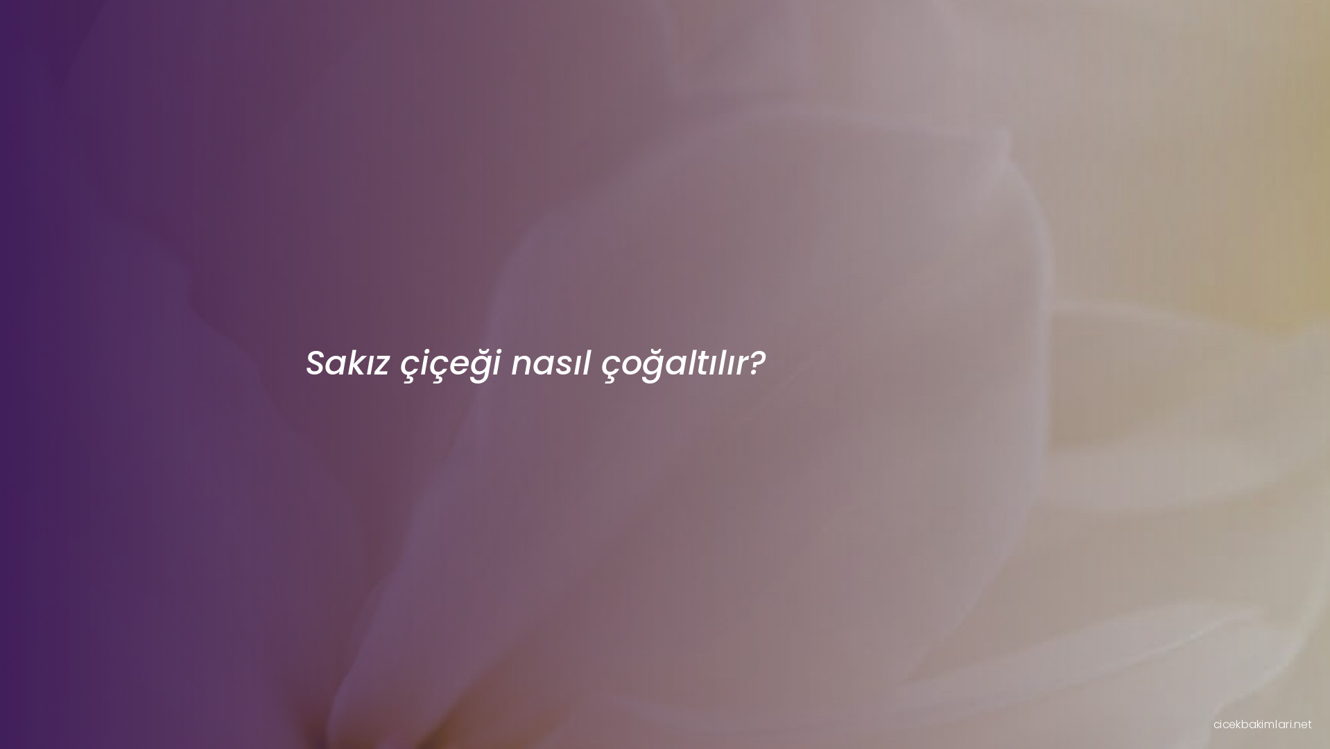 Sakız çiçeği nasıl çoğaltılır?