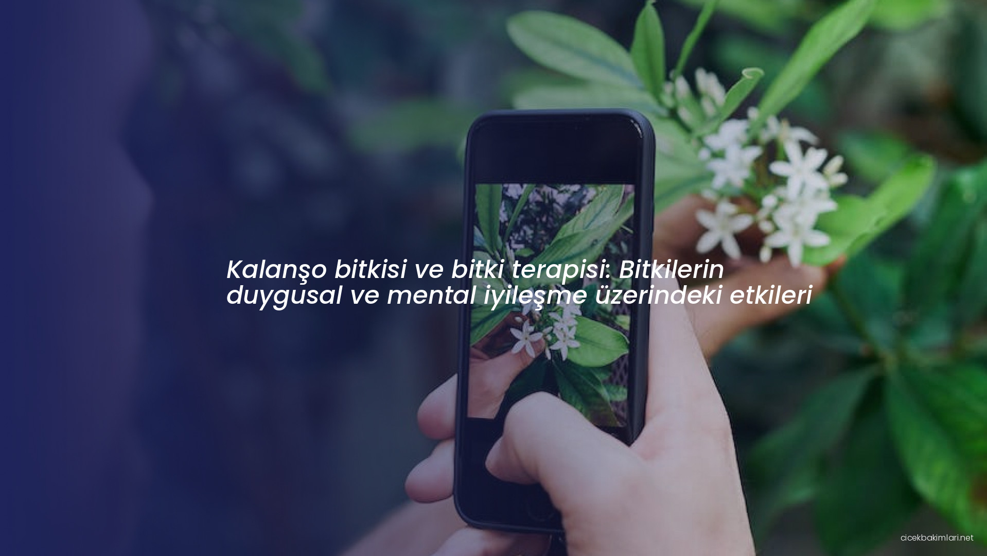 Kalanşo bitkisi ve bitki terapisi: Bitkilerin duygusal ve mental iyileşme üzerindeki etkileri