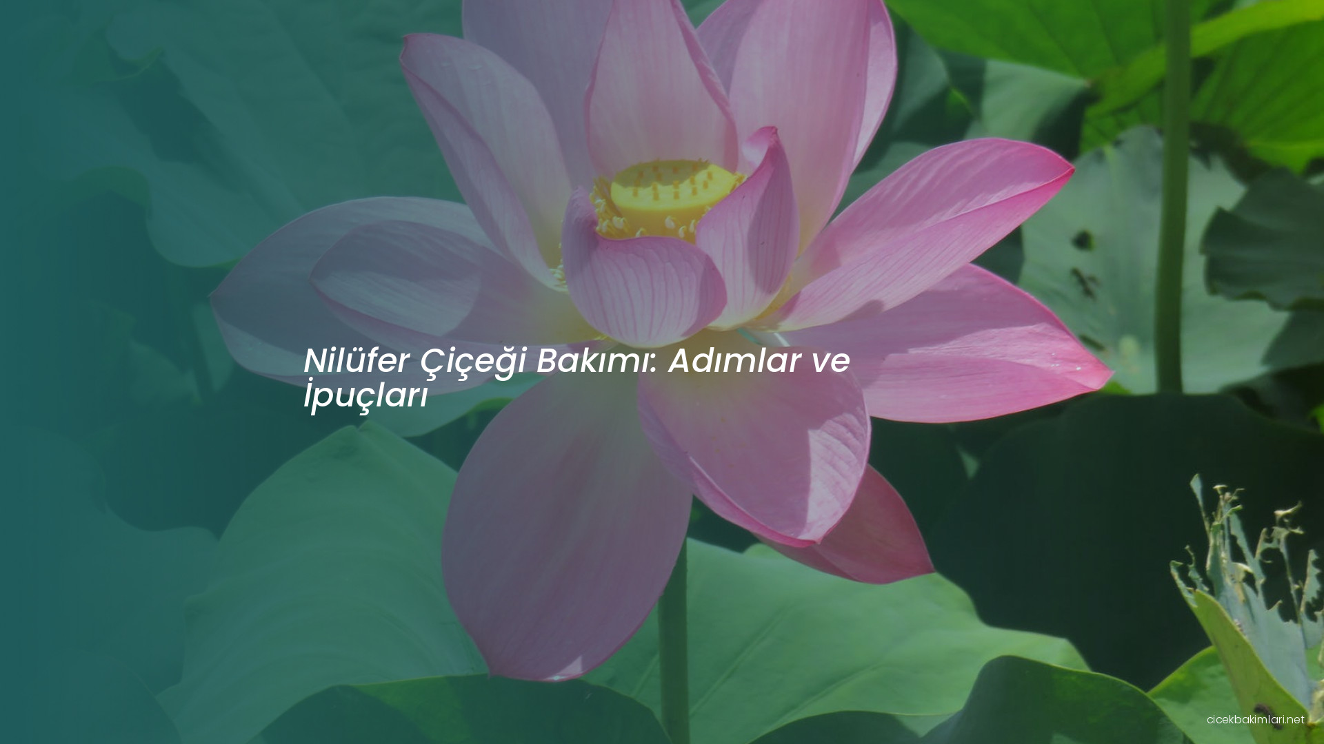 Nilüfer Çiçeği Bakımı: Adımlar ve İpuçları