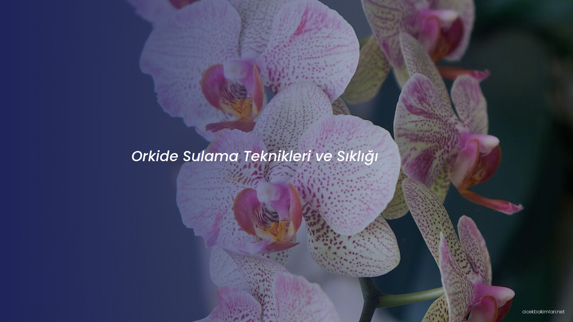 Orkide Sulama Teknikleri ve Sıklığı