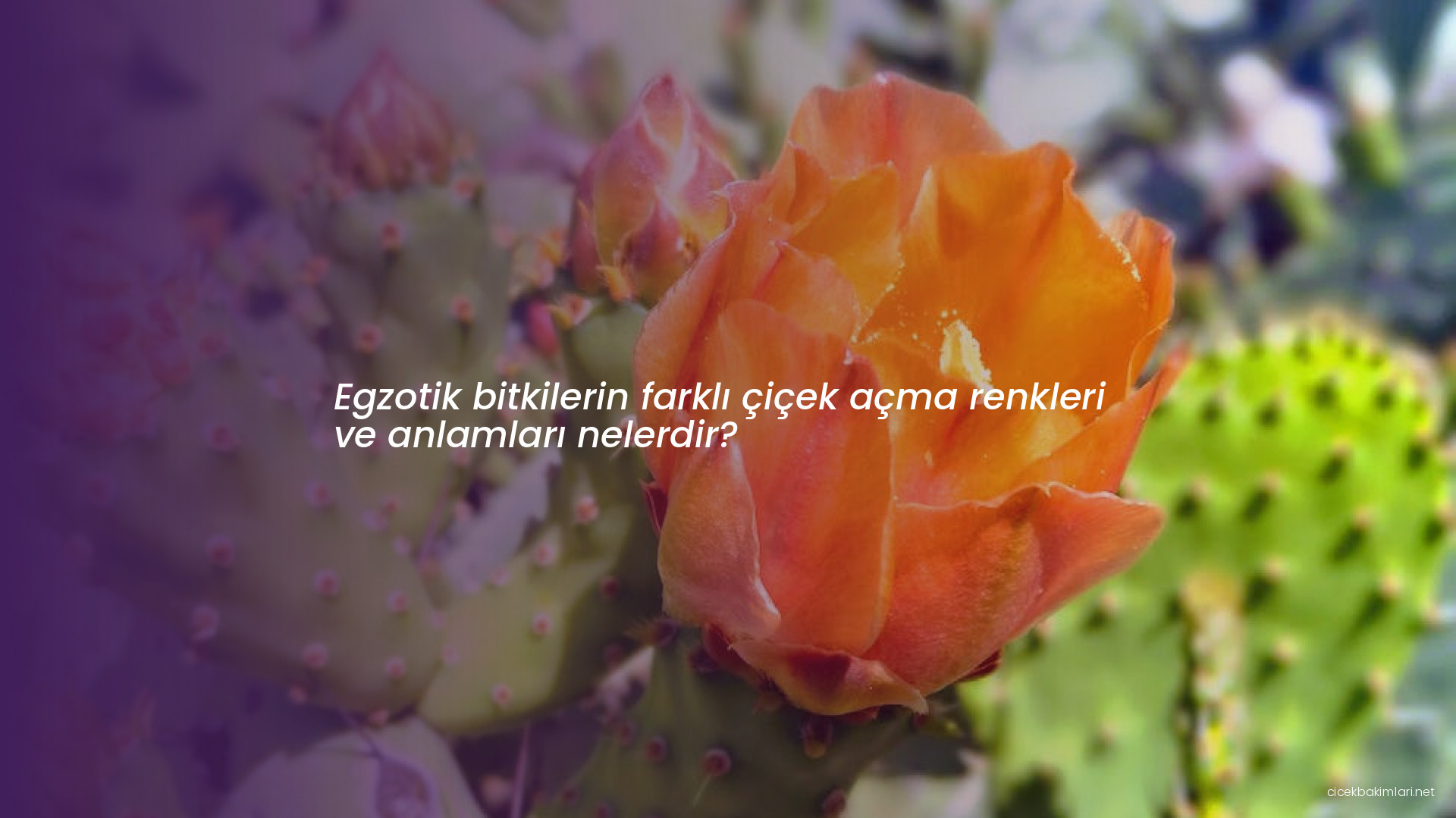 Egzotik bitkilerin farklı çiçek açma renkleri ve anlamları nelerdir?