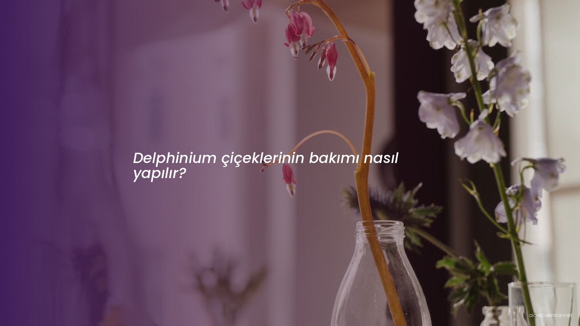 Delphinium çiçeklerinin bakımı nasıl yapılır?