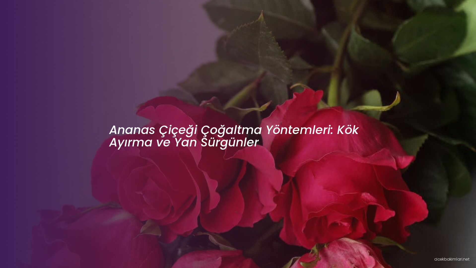 Ananas Çiçeği Çoğaltma Yöntemleri: Kök Ayırma ve Yan Sürgünler