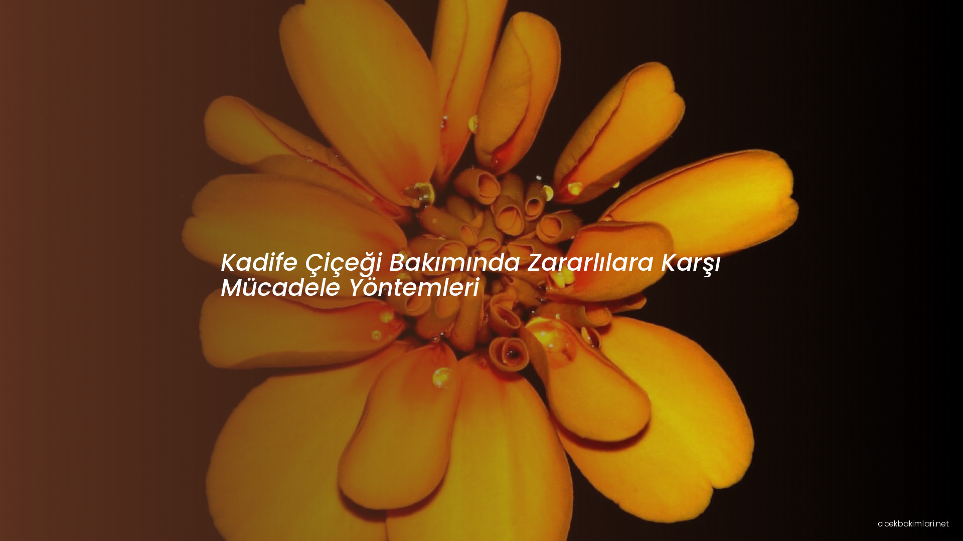 Kadife Çiçeği Bakımında Zararlılara Karşı Mücadele Yöntemleri