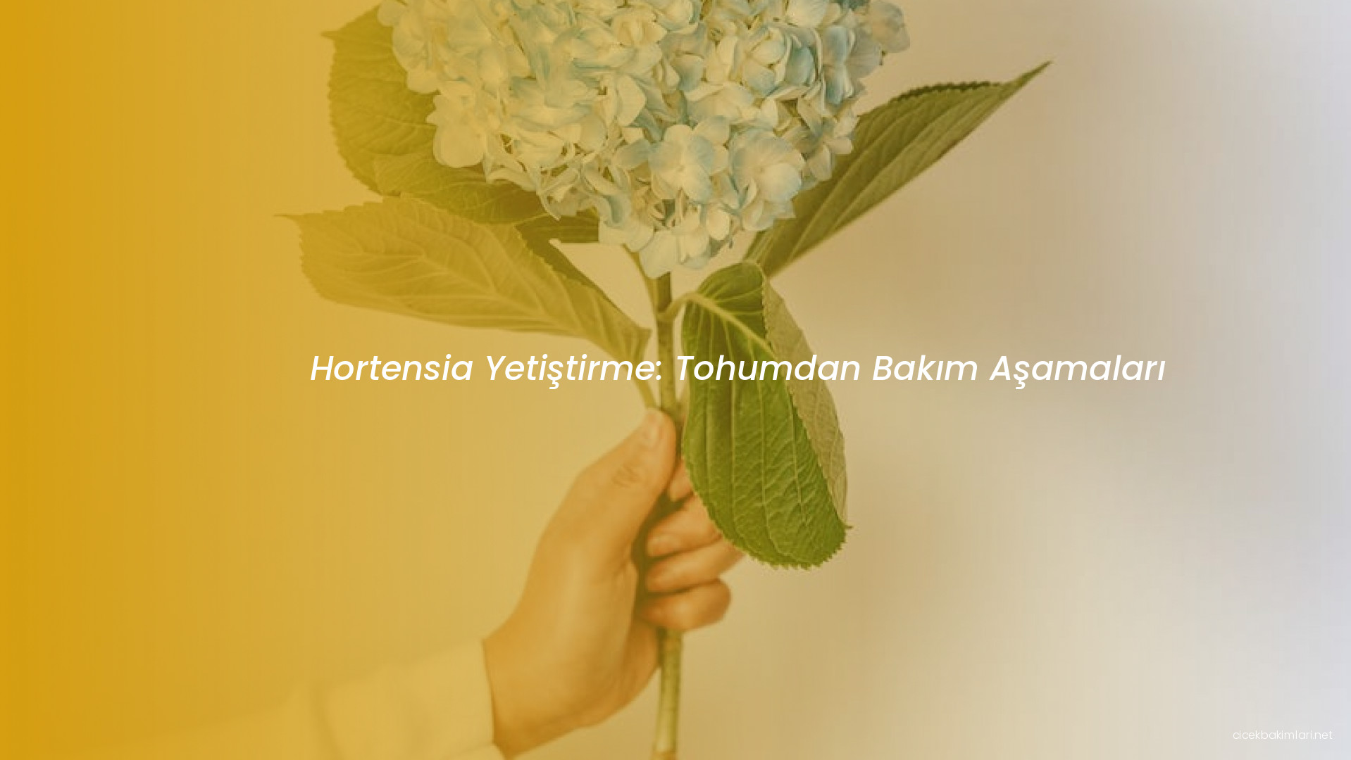 Hortensia Yetiştirme: Tohumdan Bakım Aşamaları