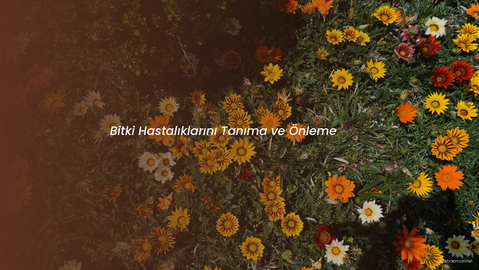 Bitki Hastalıklarını Tanıma ve Önleme