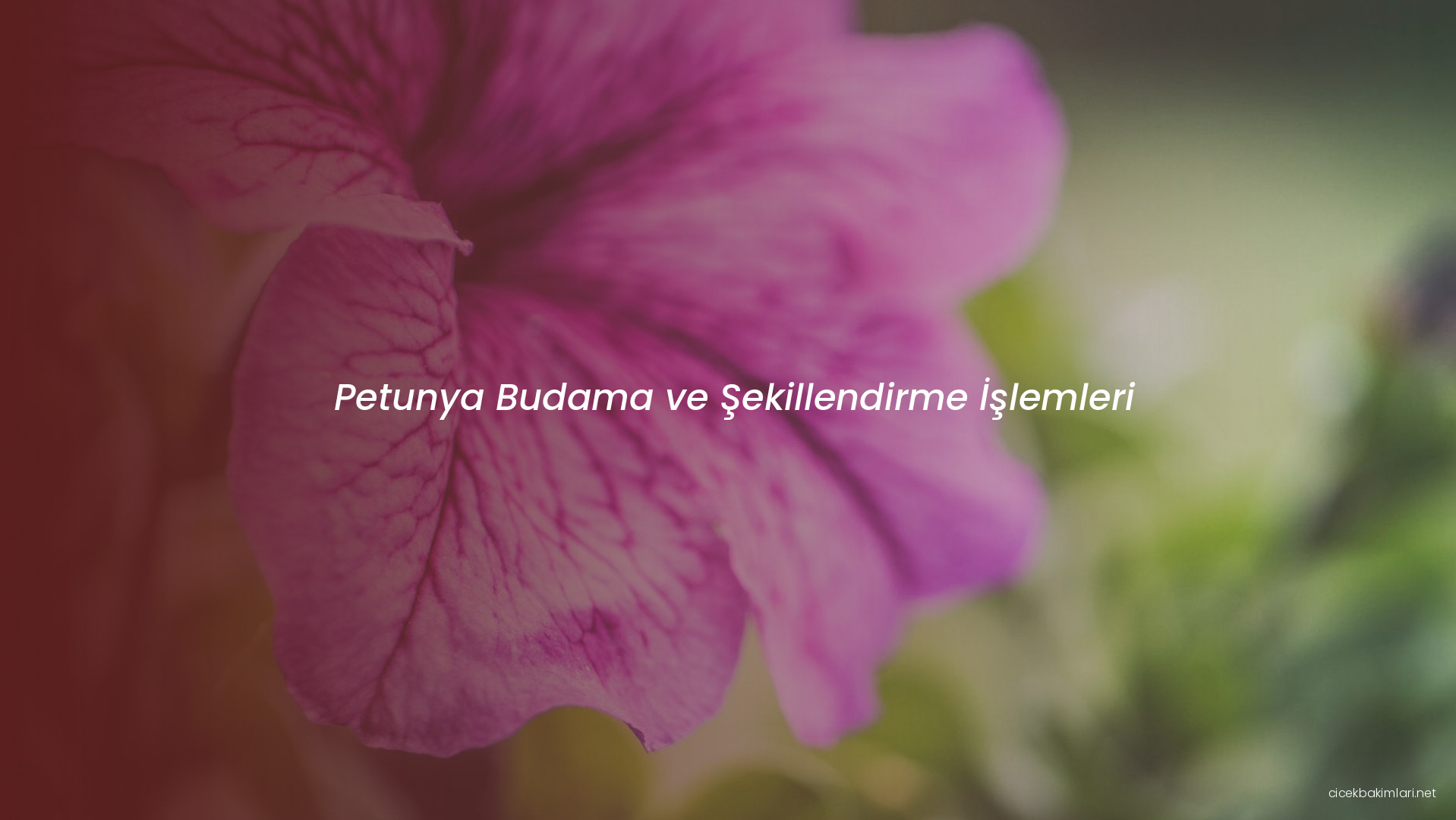 Petunya Budama ve Şekillendirme İşlemleri