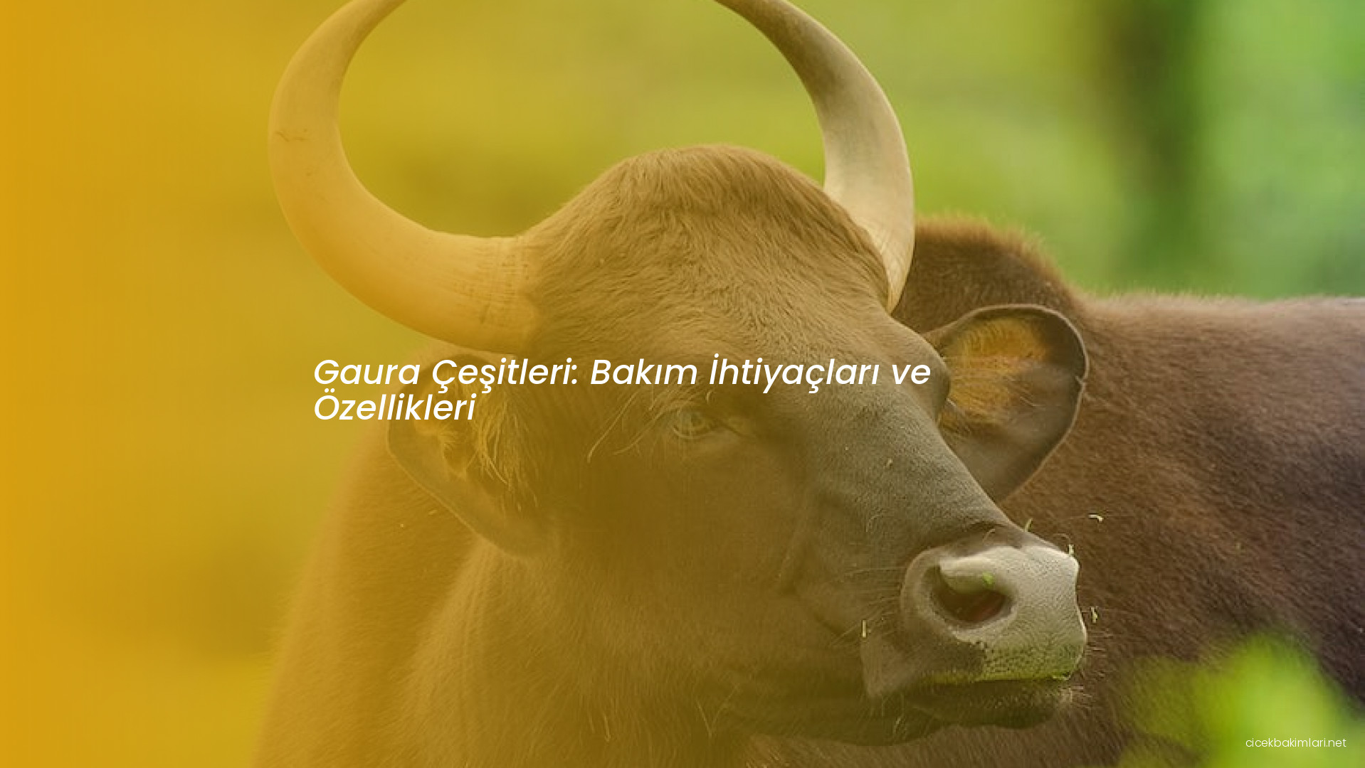 Gaura Çeşitleri: Bakım İhtiyaçları ve Özellikleri