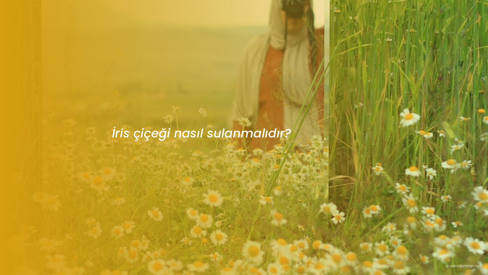 İris çiçeği nasıl sulanmalıdır?