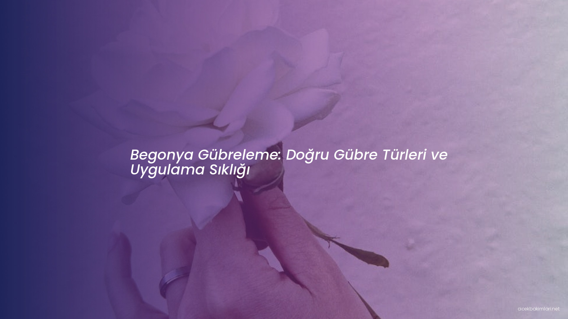 Begonya Gübreleme: Doğru Gübre Türleri ve Uygulama Sıklığı