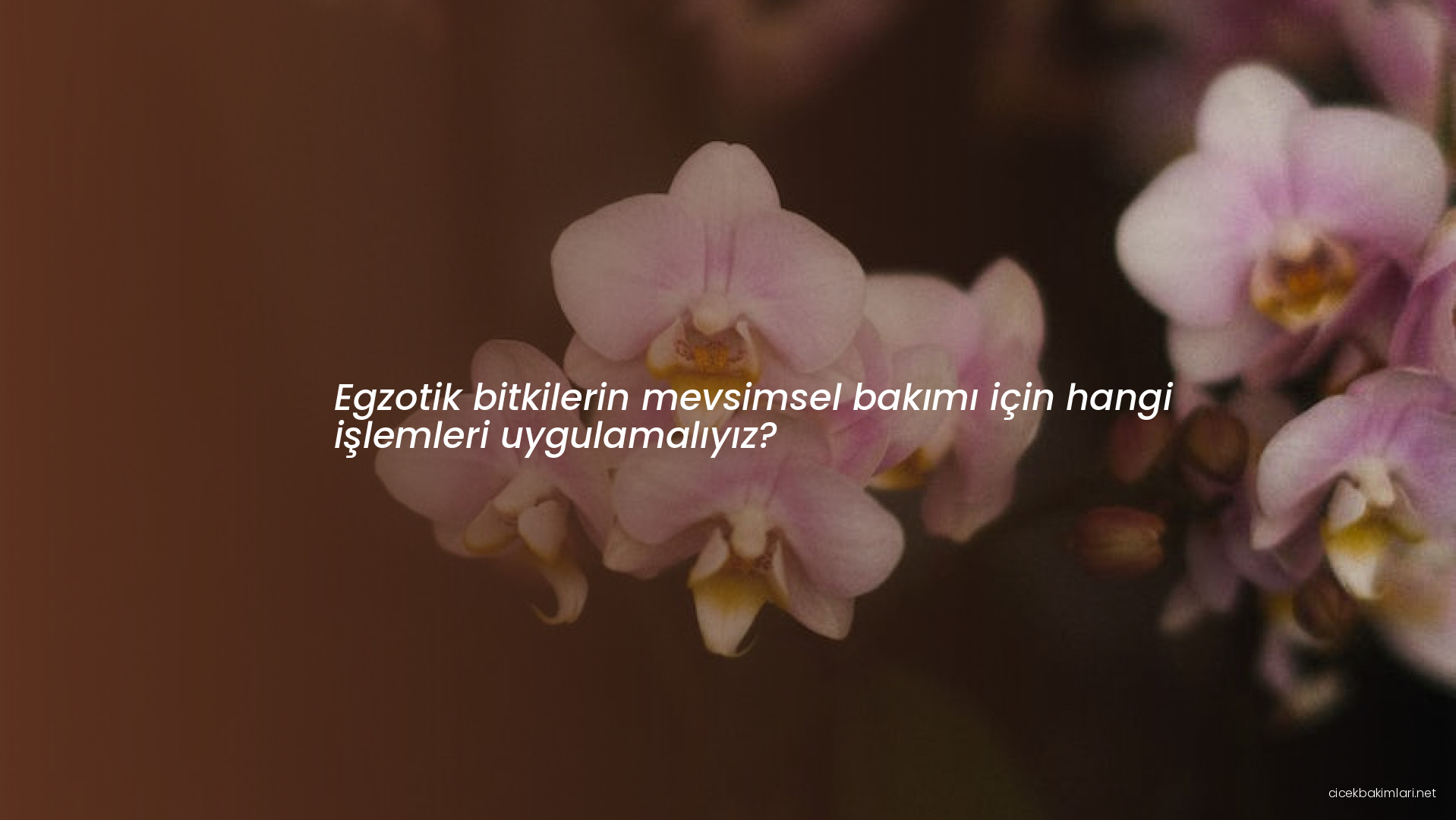 Egzotik bitkilerin mevsimsel bakımı için hangi işlemleri uygulamalıyız?