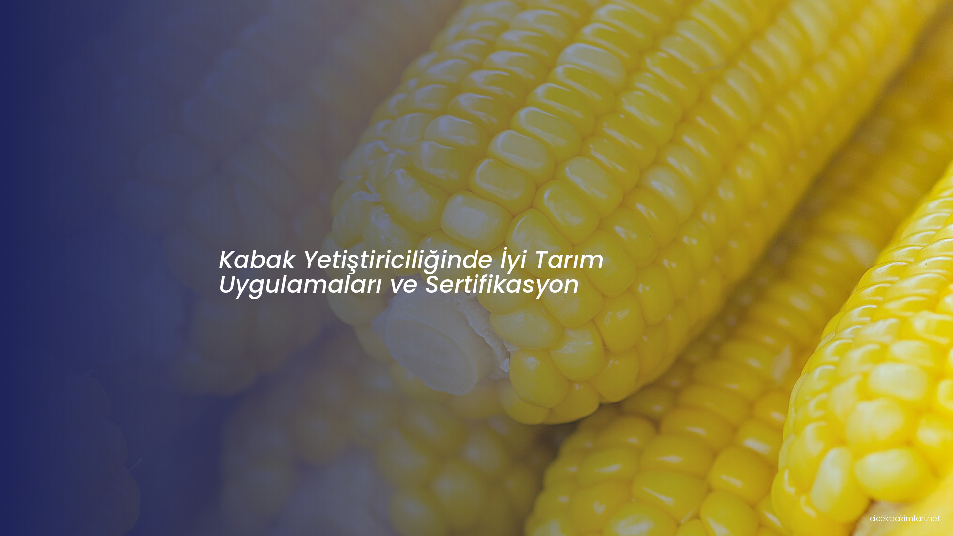 Kabak Yetiştiriciliğinde İyi Tarım Uygulamaları ve Sertifikasyon