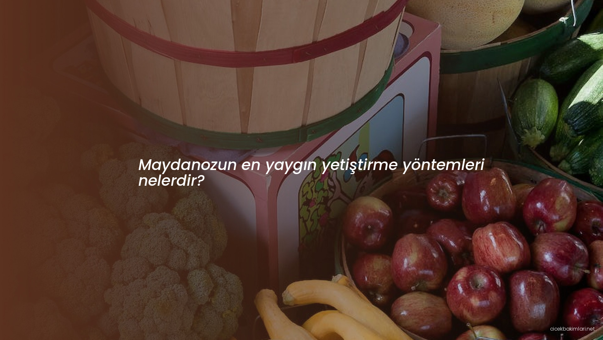 Maydanozun en yaygın yetiştirme yöntemleri nelerdir?