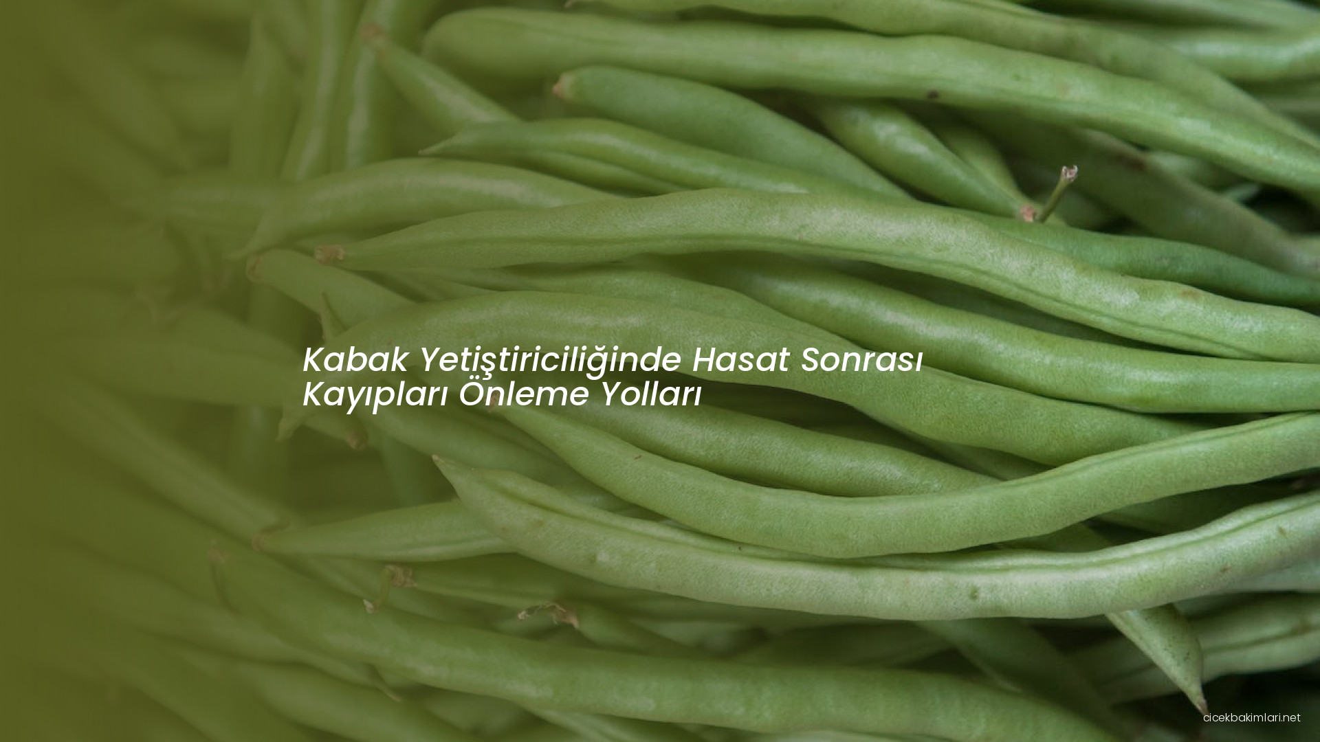 Kabak Yetiştiriciliğinde Hasat Sonrası Kayıpları Önleme Yolları