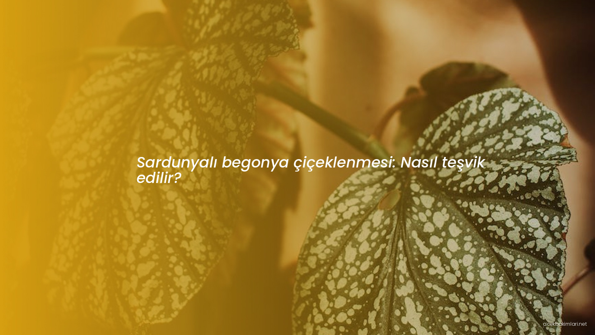 Sardunyalı begonya çiçeklenmesi: Nasıl teşvik edilir?