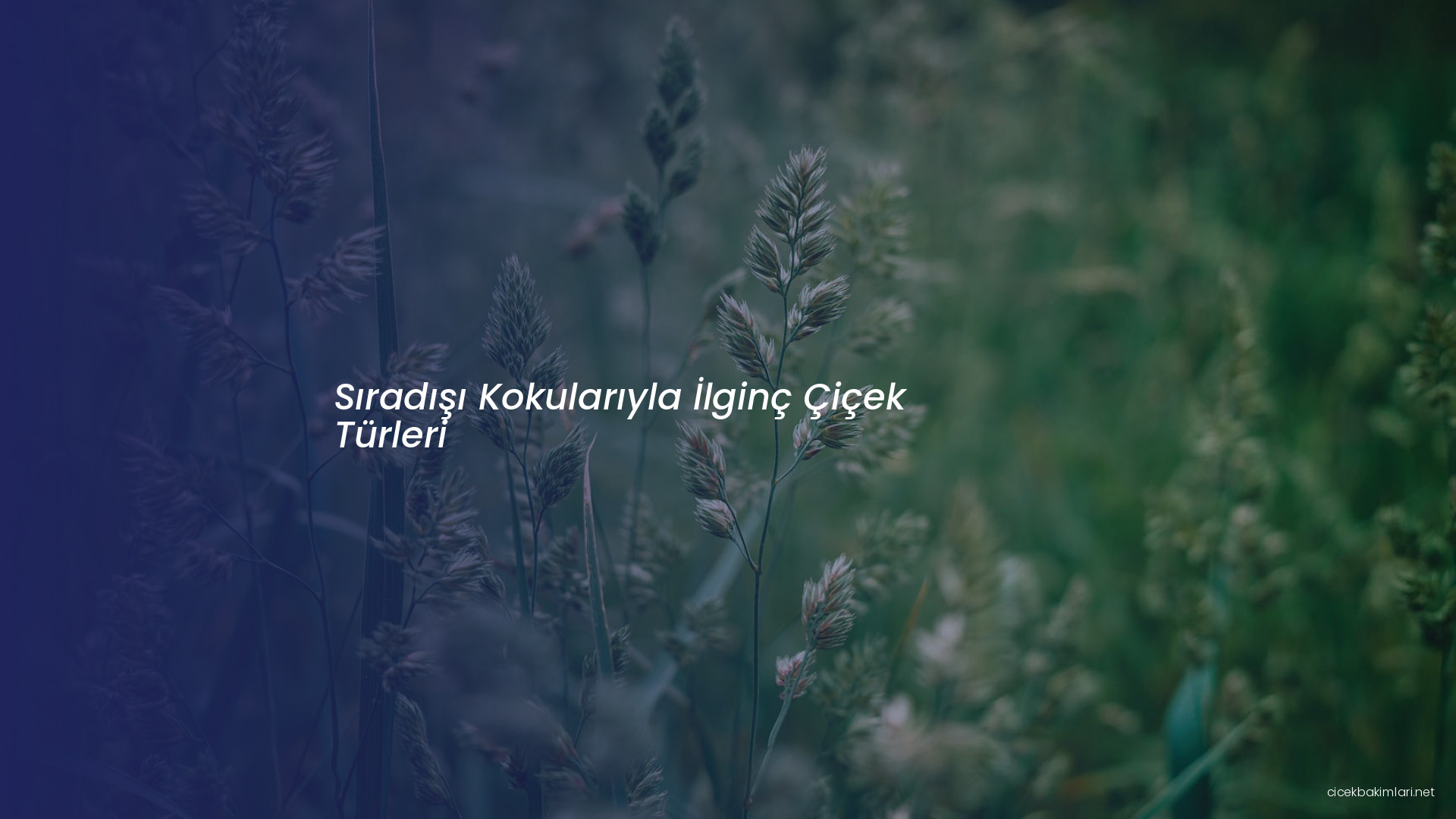 Sıradışı Kokularıyla İlginç Çiçek Türleri