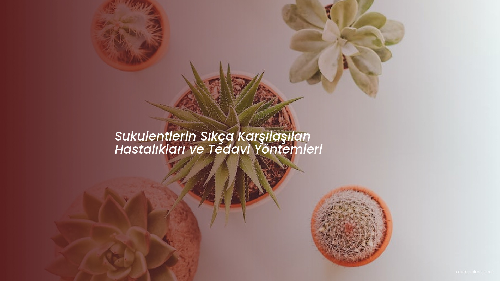 Sukulentlerin Sıkça Karşılaşılan Hastalıkları ve Tedavi Yöntemleri