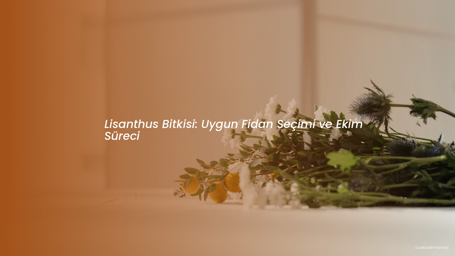 Lisanthus Bitkisi: Uygun Fidan Seçimi ve Ekim Süreci