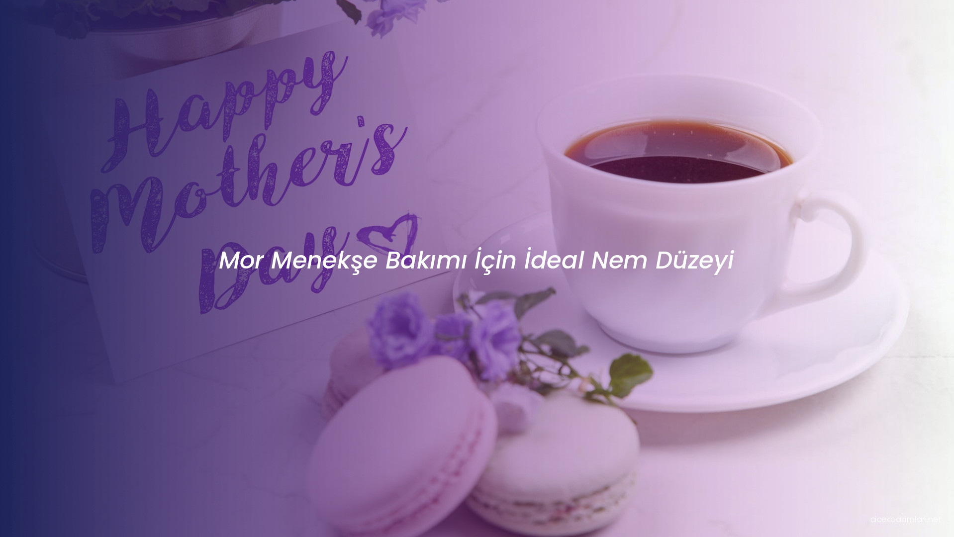 Mor Menekşe Bakımı İçin İdeal Nem Düzeyi