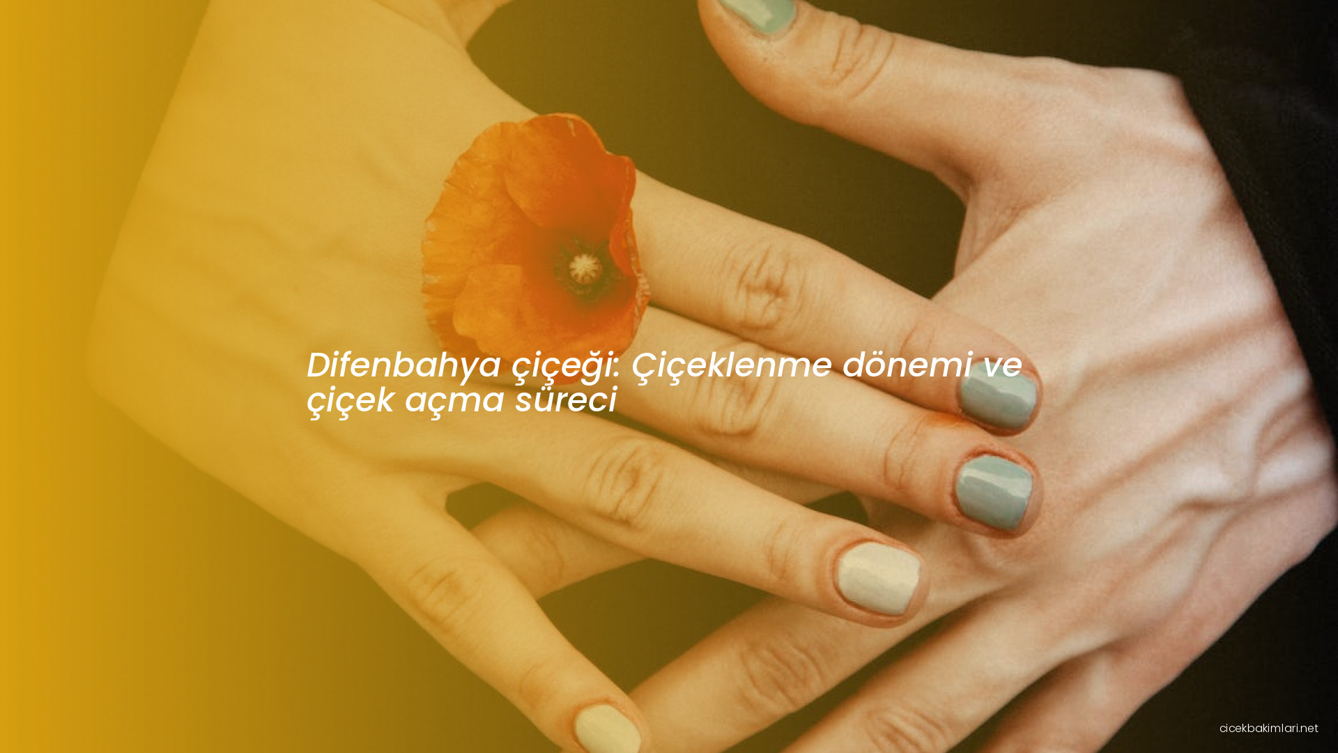 Difenbahya çiçeği: Çiçeklenme dönemi ve çiçek açma süreci