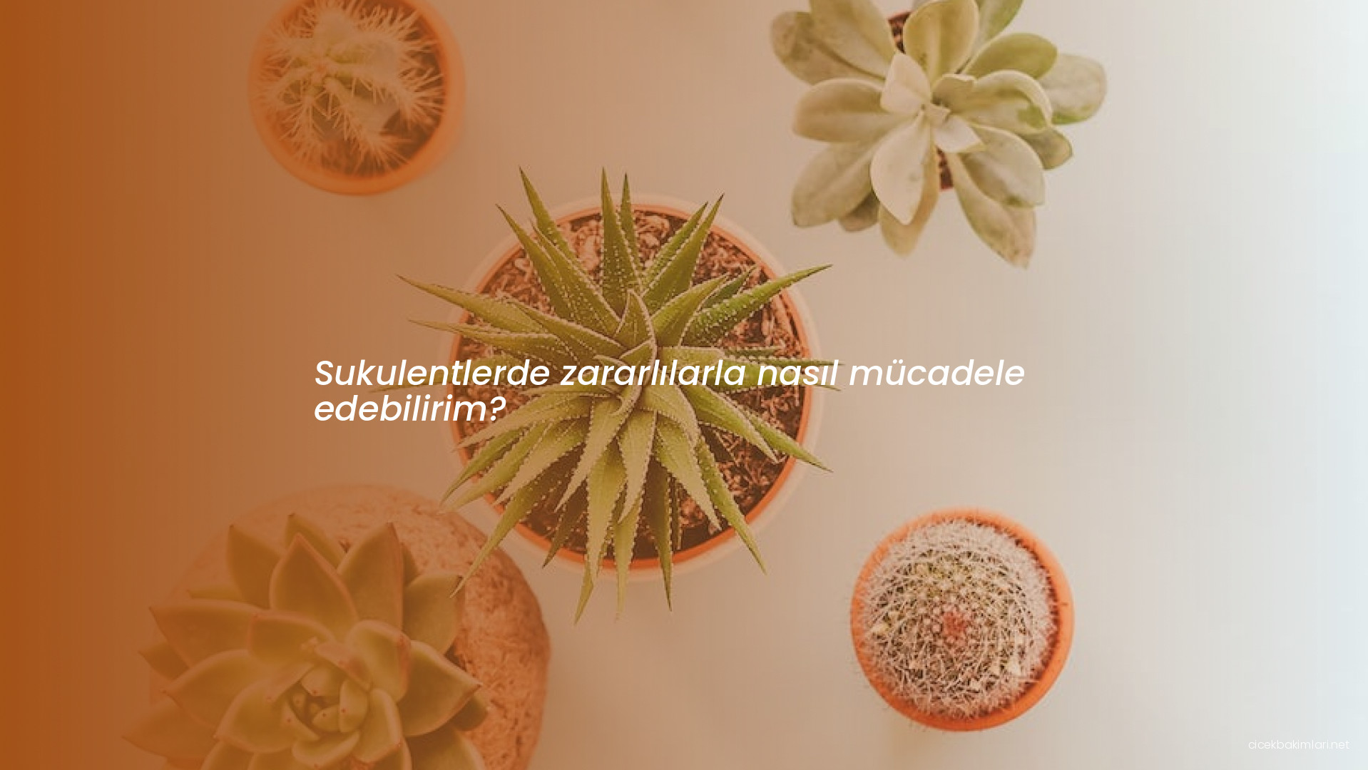 Sukulentlerde zararlılarla nasıl mücadele edebilirim?