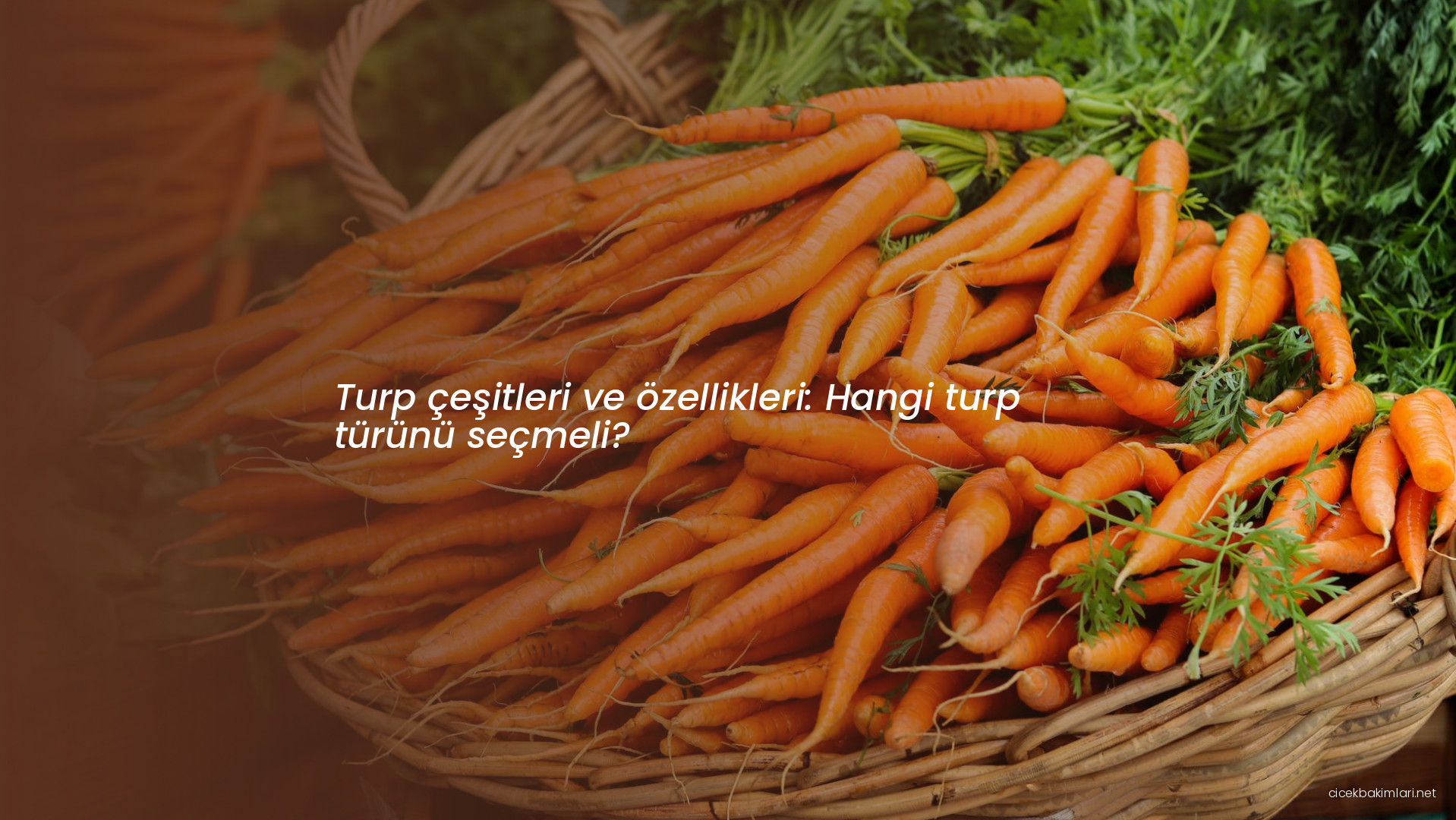 Turp çeşitleri ve özellikleri: Hangi turp türünü seçmeli?