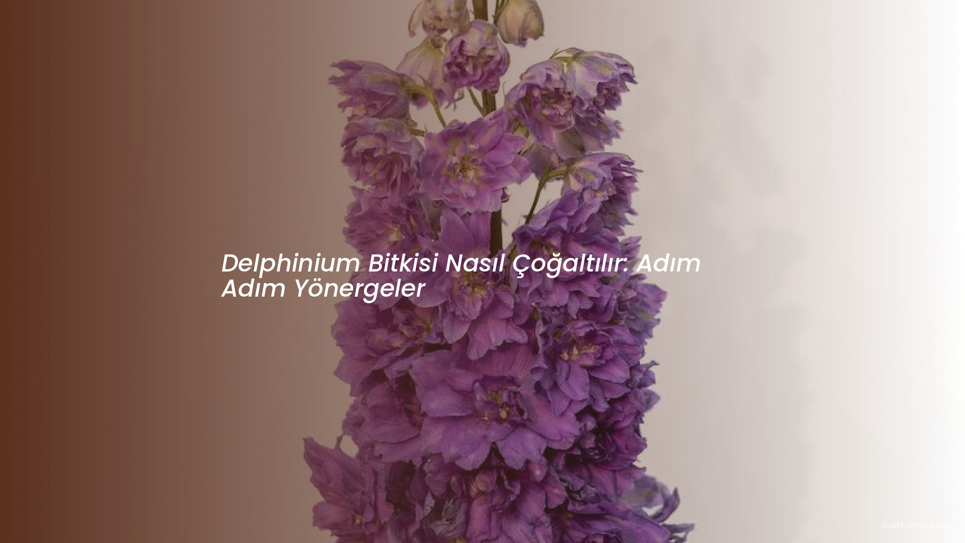 Delphinium Bitkisi Nasıl Çoğaltılır: Adım Adım Yönergeler